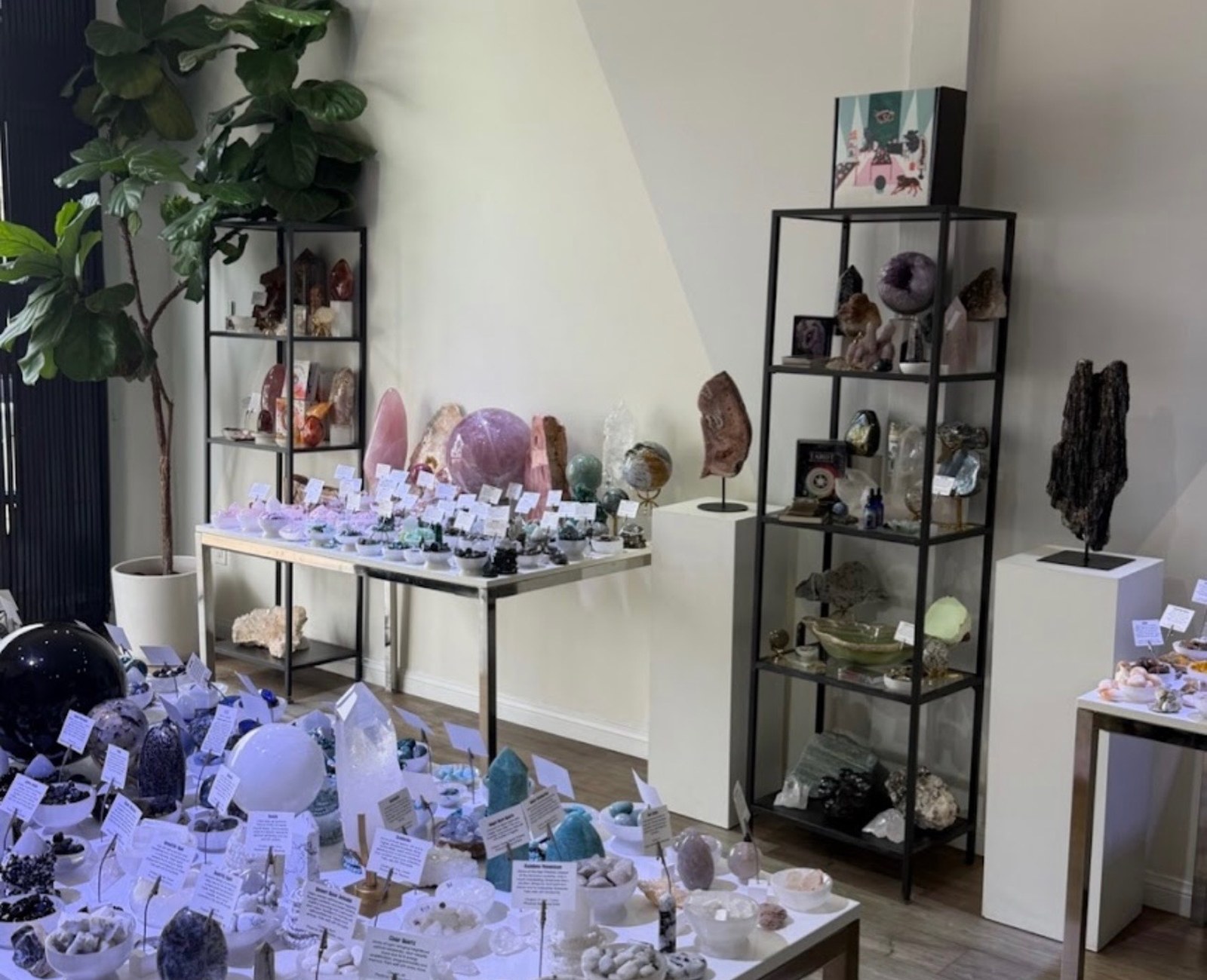 The Sol and Luna Intuitive showroom with white display tables of crystals and a fiddle leaf plant